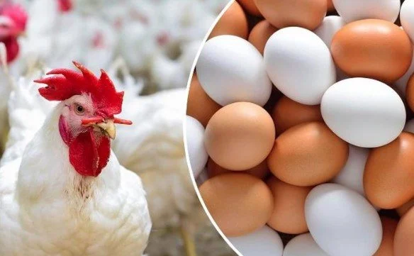 مفاجأة جديدة في أسعار الدواجن والبيض اليوم في الأجد 26 أبريل 2026 وتطورات السوق المهمة – مشاهير