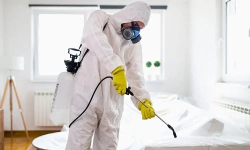 هل الرش وحده يكفي للقضاء على الحشرات خبراء يجيبون على أفضل طرق مكافحة الحشرات والوقاية منها