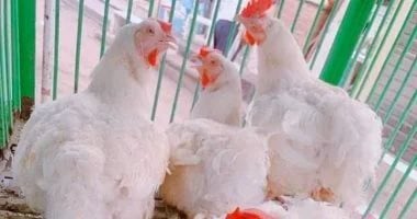 تراجع أسعار الدواجن والفراخ البلدي في الأقصر اليوم الأربعاء – مشاهير