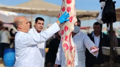 أسعار اللحوم الحمراء وأضاحي العيد اليوم الجمعة 8-5-2026 في جريدة المال