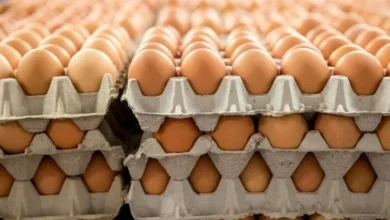 البلدي بكام سعر كرتونة البيض اليوم السبت 23 مايو 2026 وأهم التغيرات في السوق المحلي