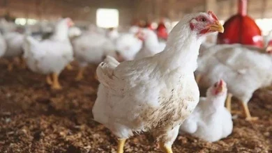 بورصة الدواجن اليوم أسعار الفراخ البيضاء في الأسواق وتحديثات حركة البيع والشراء