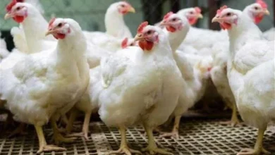 بورصة الدواجن وأسعار الفراخ البانيه اليوم في الأسواق للمستهلكين وأحدث التحديثات