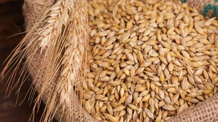 سعر الأرز الشعير الآن الطن بكام في أحدث تحديث شامل لأسعار الأرز الشعير 2024