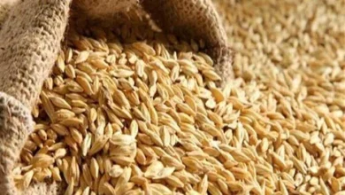سعر الأرز اليوم السبت 2 مايو 2026 في الأسواق والمضارب بكام الحبة العريضة والرفيعة وسعر الكيلو