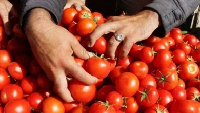 سعر الطماطم في الأسواق اليوم الأربعاء 20 مايو 2026 وأهم التغيرات التي تشهدها الأسواق المحلية
