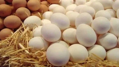 سعر طبق البيض الأحمر والبلدي اليوم في المزارع والأسواق للمستهلك كام