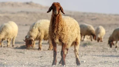 قبل عيد الأضحى 2026 دليل شامل من الزراعة لضمان سلامة لحوم الأضاحي وجودتها وأمانها للمستهلكين