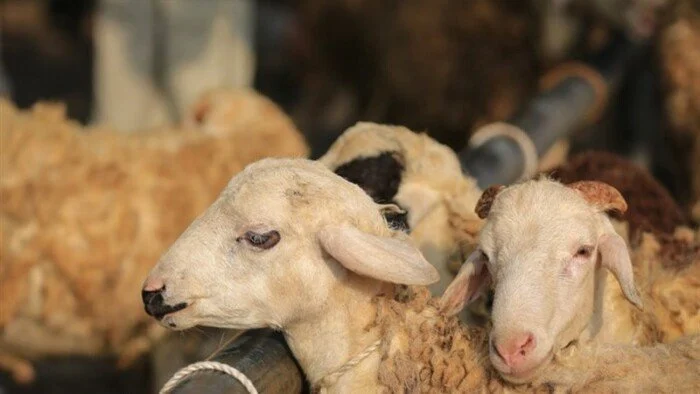 كام اسعار الأضاحي 2026 في الأسواق قبل حلول العيد الكبير ومميزاتها للمستهلكين
