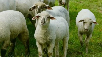 كيف تحجز صك الأضحية من بيت الزكاة والصدقات بالخطوات بكل سهولة ويسر