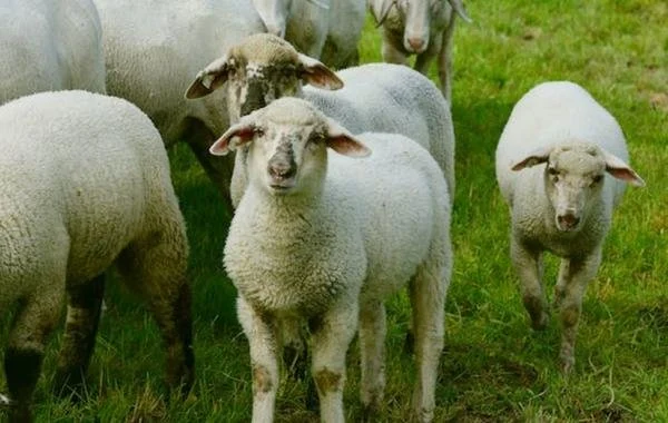 كيف تحجز صك الأضحية من بيت الزكاة والصدقات بالخطوات بكل سهولة ويسر