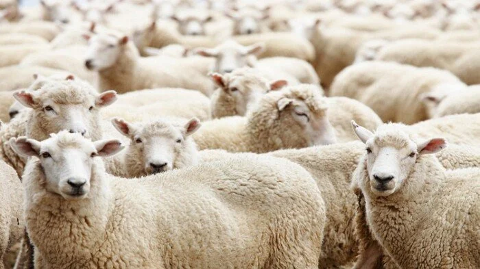 هل يجوز ادخار لحوم الأضاحي وتوزيعها على مدار العام وما هو رأي الإفتاء في ذلك