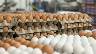 أسعار البيض اليوم الثلاثاء 16 يونيو 2026 تحديث يومي لأحدث معدلات السوق المحلية والعالمية