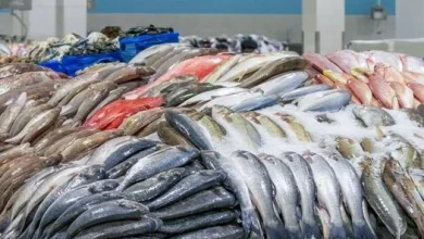 أسعار السمك والجمبري اليوم الخميس 4 يونيو 2026 البوري بـ 130 جنيهًا أفضل التفاصيل والتحديثات اليومية في الأسواق
