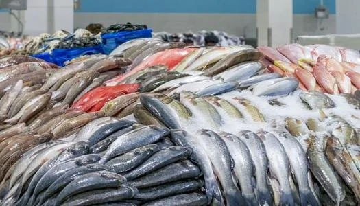 أسعار السمك والجمبري اليوم الخميس 4 يونيو 2026 البوري بـ 130 جنيهًا أفضل التفاصيل والتحديثات اليومية في الأسواق