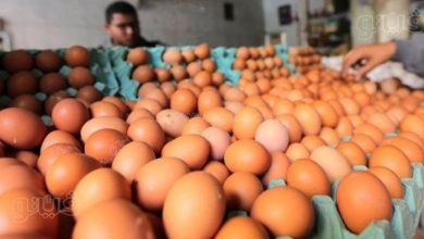 ارتفاع سعر كرتونة البيض وتراجع الذهب مع قفزة 15.6% في صادرات مصر لمجموعة السبع والبورصة تربح 11 مليار جنيه