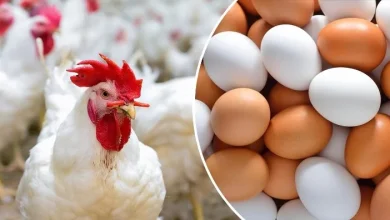 انخفاض جديد في أسعار الدواجن والبيض اليوم الخميس في الأسواق المصرية والمحلية