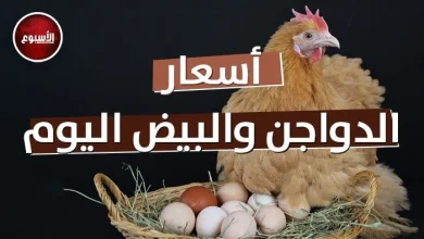 بورصة الدواجن اليوم أسعار الفراخ البيضاء وكرتونة البيض في الأسواق المحلية والعالمية