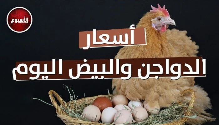 بورصة الدواجن اليوم أسعار الفراخ البيضاء وكرتونة البيض في الأسواق المحلية والعالمية