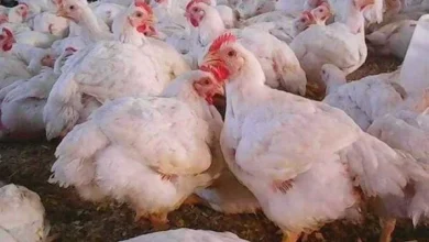 بورصة الدواجن وأسعار الفراخ البيضاء اليوم الثلاثاء 9 يونيو 2026 وتحديثات السوق المستمرة