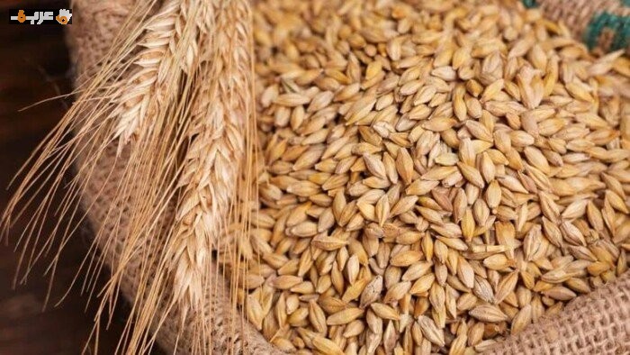 تحديث سعر طن الأرز الشعير اليوم الثلاثاء 16 يونيو 2026 وأبرز تحركات السوق العالمية