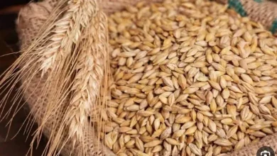 سعر طن الأرز الشعير اليوم الاثنين 8 يونيو 2026 وأحدث التغيرات في الأسواق المحلية