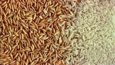 سعر طن الحبة العريضة والرفيعة وأحدث أسعار الأرز الشعير اليوم 2026 في السوق المحلي