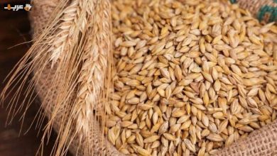 عريض الحبة بكام سعر طن الأرز الشعير اليوم الأحد 7 مايو 2026 في السوق المحلية