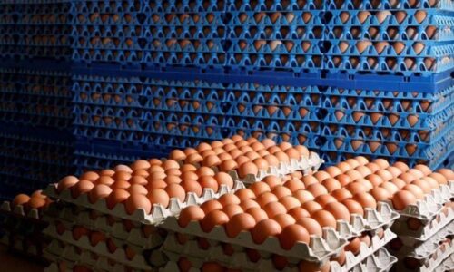 أسعار البيض اليوم سعر كرتونة البيض الأحمر والأبيض للمستهلك وأحدث التحديثات اليومية