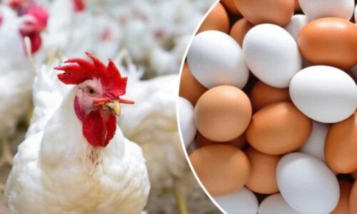 أسعار الدواجن والفراخ البيضاء والبيض اليوم الأحد 4-10-2026 في الأسواق المحلية
