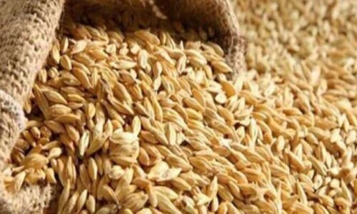 سعر الأرز الشعير الآن طن الحبة والعريضة والرفيعة وأبرز الأسعار في الأسواق المحلية