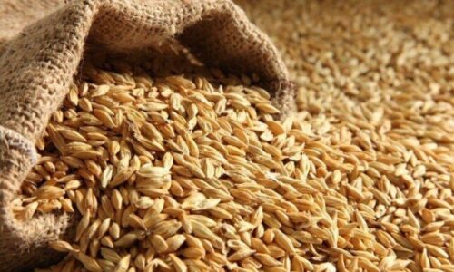 سعر طن الأرز الشعير والأبيض اليوم في الأسواق بكام النهاردة مع تحديث الأسعار فوراً